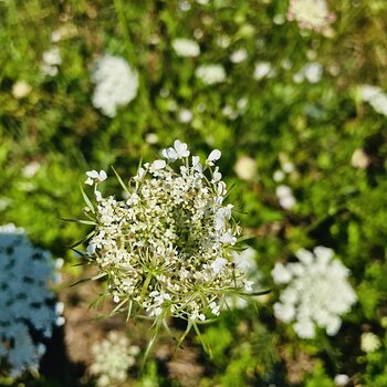 Wildflowers.jpeg