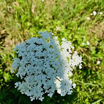 Wildflowers.jpeg