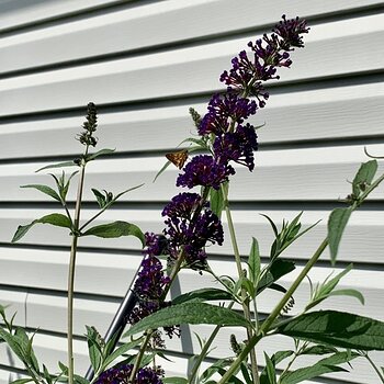 Butterfly Bush + 🦋