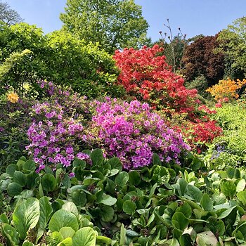 Sandringham Blooms