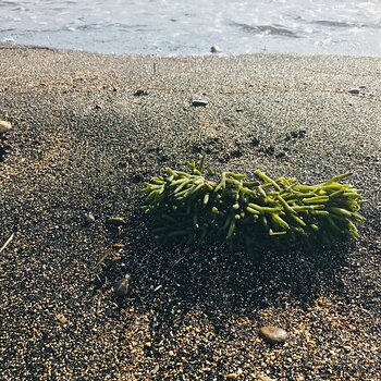 Fresh Samphire.jpeg