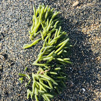 Fresh Samphire.jpeg