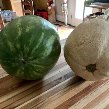 Melons!