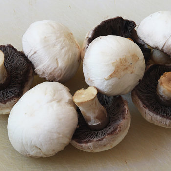Mushrooms s.jpg