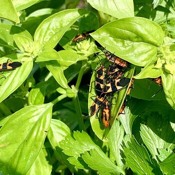 Milkweed Bugs