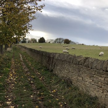2018 Cotswold Sheep