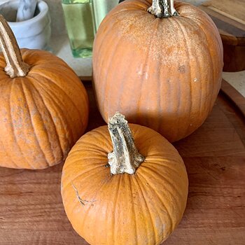 Sugar Pumpkins