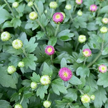 Mums Just Starting To Open