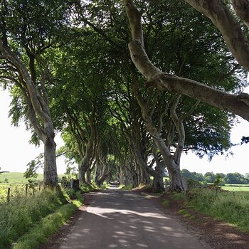 2018 N Ireland - Dark Hedges