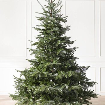 Our Tree 2020