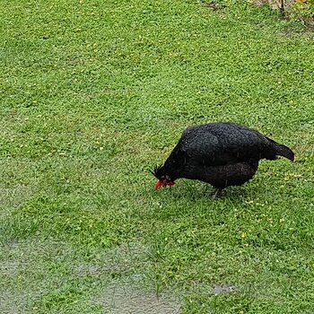 Chooks paddling