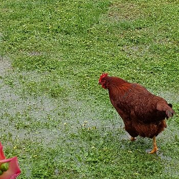 Chooks paddling 2