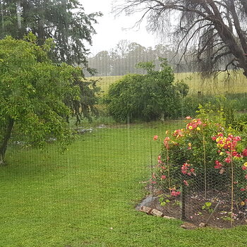 Roses and squash like the rain, don't they?