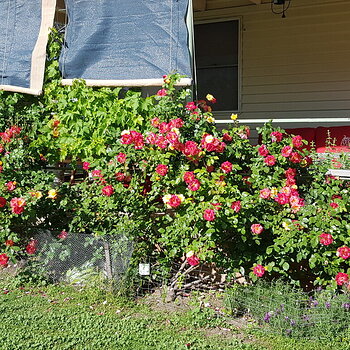 Camelia roses on the veranda (and the grape vine)