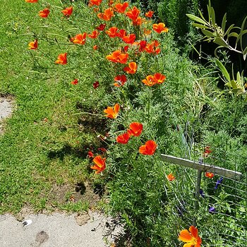 Californian Poppies