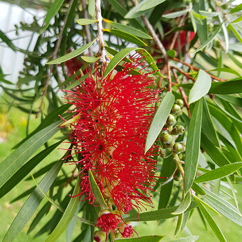 Bottle brush