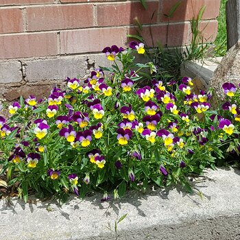 Wild violas