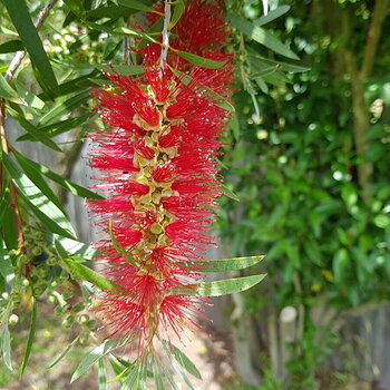 Bottle brush