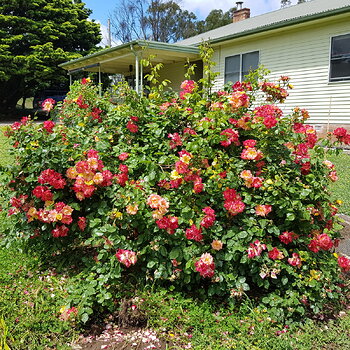 Camelia roses