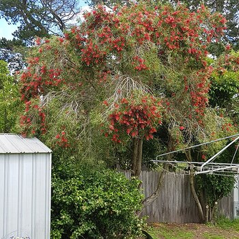 The lemon tree and the bottle brush bush