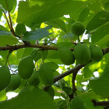 Unknown fruit but possibly nectarine