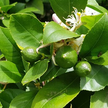 Newly formed lemons