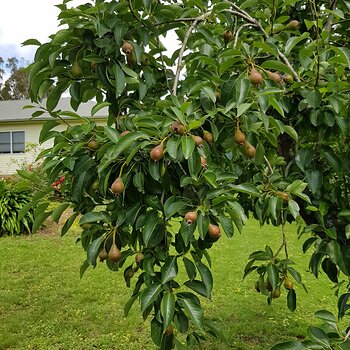 My pear tree