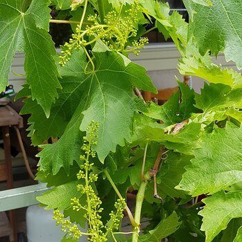 Grape vine flowers