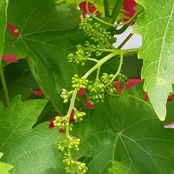 Grape vine flowers