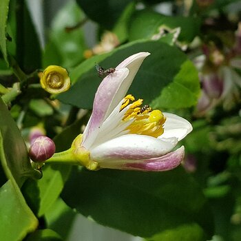 Lemon tree flowers