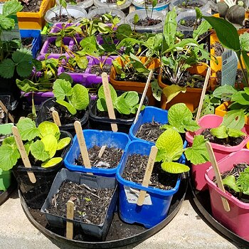 My squash, courgette, cucumber, rockmelon and watermelon