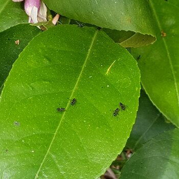 The multitude of insects on the lemon tree today