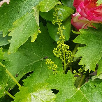 More grape vine flowers