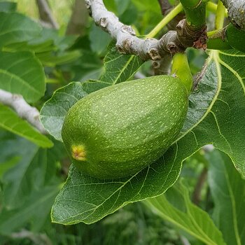 Fig