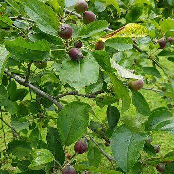 Apple tree