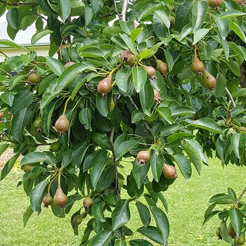 Pear tree fruit