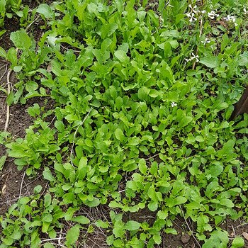 Wild rocket self seeded again