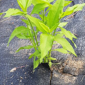 Jerusalem Artichoke