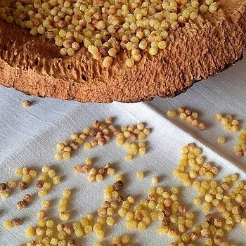 Sardinian Fregula .jpeg