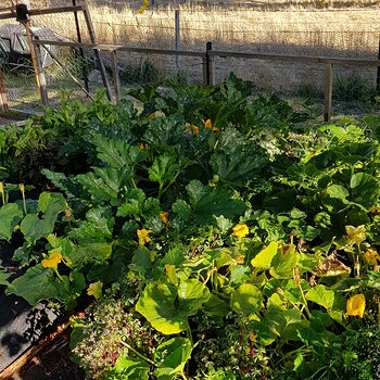 Veg plot