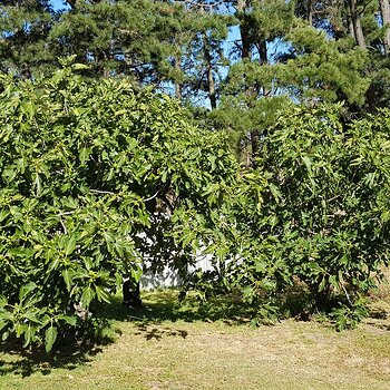The fig trees