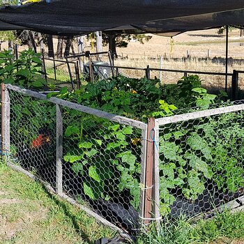 The raspberry canes