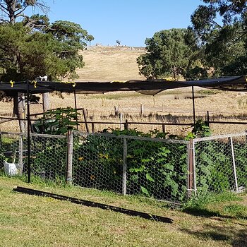 The veg plot now has shading