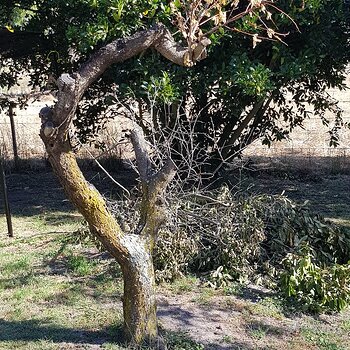 The effects of the drought are catching up with the garden