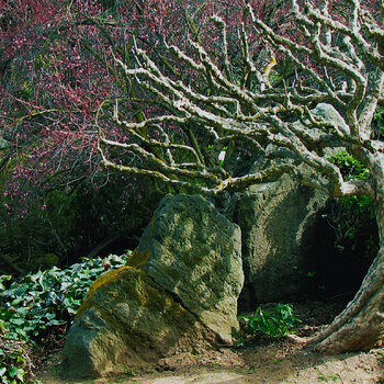 "Vortex" - a scene from the San Jose Japanese Gardens