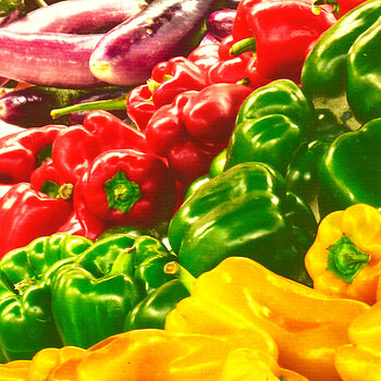 Produce - Egg Plant and Red, Green and Yellow Bell Peppers