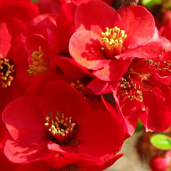 Red Quince  [Cydonia japonica rubra]