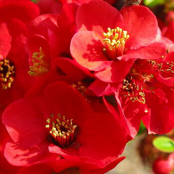 Red Quince  [Cydonia japonica rubra]