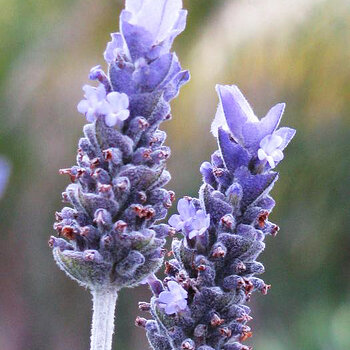 French Lavender