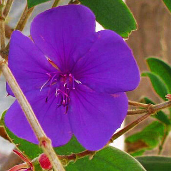Princess Flower or Glory Bush [Tibouchina urvilleana Cogn.]